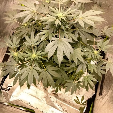 Mother plant 1st grow  growlog photo: She's really starting to mature now this is extremely exciting, farthest I've gotten any plant b4