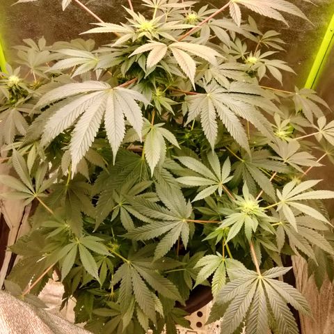 Mother plant 1st grow  growlog photo: She's really starting to mature now this is extremely exciting, farthest I've gotten any plant b4