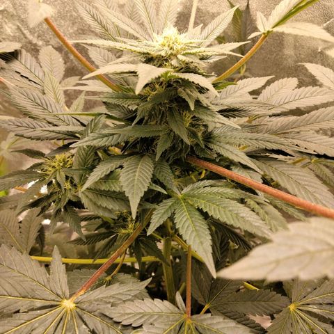 Mother plant 1st grow  growlog photo: Mother plant and clone attempts 1-9
