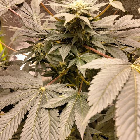 Mother plant 1st grow  growlog photo: Mother plant and clone attempts 1-9