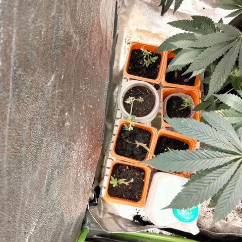 Mother plant 1st grow  growlog photo: Mother plant and clone attempts 1-9