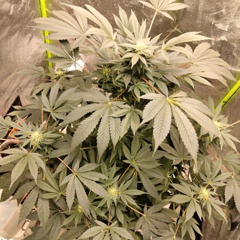 Mother plant 1st grow  growlog photo: Mother plant and clone attempts 1-9