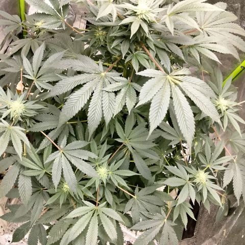 Mother plant 1st grow  growlog photo: Mother plant and clone attempts 1-9