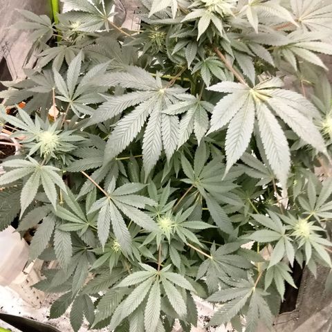 Mother plant 1st grow  growlog photo: Mother plant and clone attempts 1-9