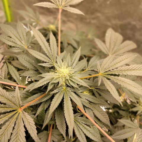 Mother plant 1st grow  growlog photo: She's really starting to switch her focus to strickly bud development! So Exciting 