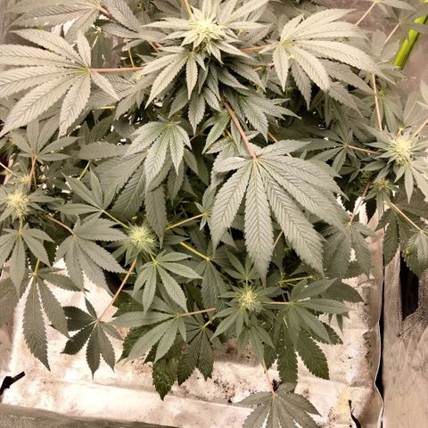 Mother plant 1st grow  growlog photo: She's really starting to switch her focus to strickly bud development! So Exciting 
