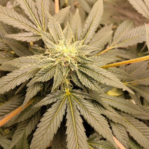 Mother plant 1st grow  growlog photo: She's really starting to switch her focus to strickly bud development! So Exciting 