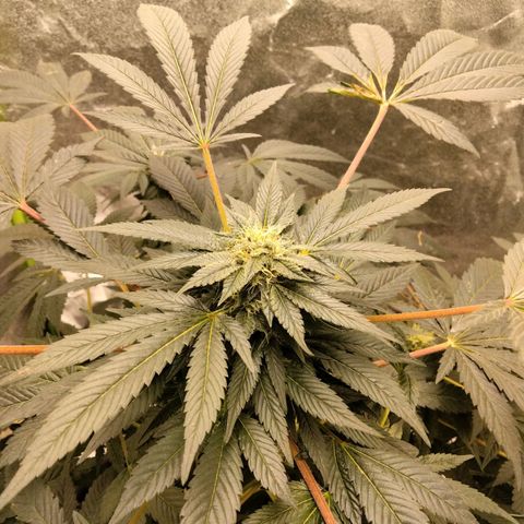 Mother plant 1st grow  growlog photo: She's really starting to switch her focus to strickly bud development! So Exciting 