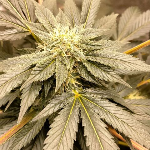Mother plant 1st grow  growlog photo: She's really starting to switch her focus to strickly bud development! So Exciting 