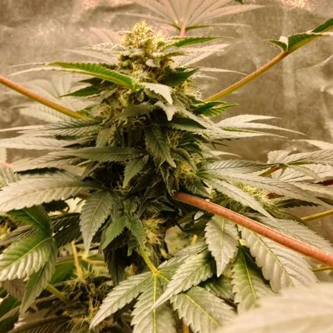 Mother plant 1st grow  growlog photo: She's looking pretty dang on point If I don't say myself... 31 days into flowering so pretty excited about that... I tried to pull 9 clones off her to keep going after harvest but so far non took I gutted 8/9 after giving them ample time to root. So that sucks but it is my first grow and by the time I was compterable enough to attempt cloning she was already in flower so it was my first attempts at a "monster croped" clone lol it was a learning experience non the less