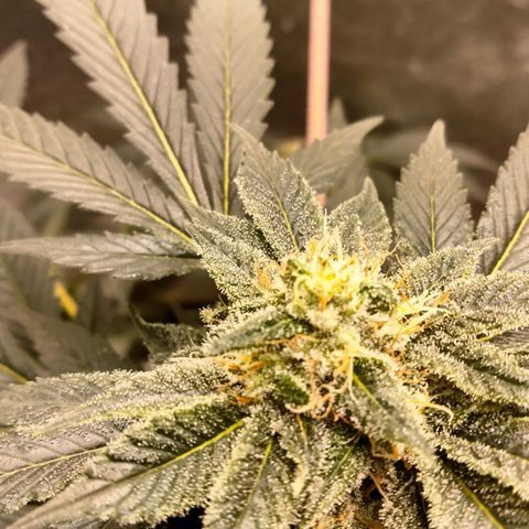 Mother plant 1st grow  growlog photo: She's looking pretty dang on point If I don't say myself... 31 days into flowering so pretty excited about that... I tried to pull 9 clones off her to keep going after harvest but so far non took I gutted 8/9 after giving them ample time to root. So that sucks but it is my first grow and by the time I was compterable enough to attempt cloning she was already in flower so it was my first attempts at a "monster croped" clone lol it was a learning experience non the less