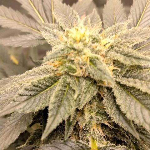 Mother plant 1st grow  growlog photo: She's looking pretty dang on point If I don't say myself... 31 days into flowering so pretty excited about that... I tried to pull 9 clones off her to keep going after harvest but so far non took I gutted 8/9 after giving them ample time to root. So that sucks but it is my first grow and by the time I was compterable enough to attempt cloning she was already in flower so it was my first attempts at a "monster croped" clone lol it was a learning experience non the less