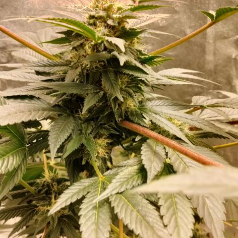 Mother plant 1st grow  growlog photo: She's looking pretty dang on point If I don't say myself... 31 days into flowering so pretty excited about that... I tried to pull 9 clones off her to keep going after harvest but so far non took I gutted 8/9 after giving them ample time to root. So that sucks but it is my first grow and by the time I was compterable enough to attempt cloning she was already in flower so it was my first attempts at a "monster croped" clone lol it was a learning experience non the less