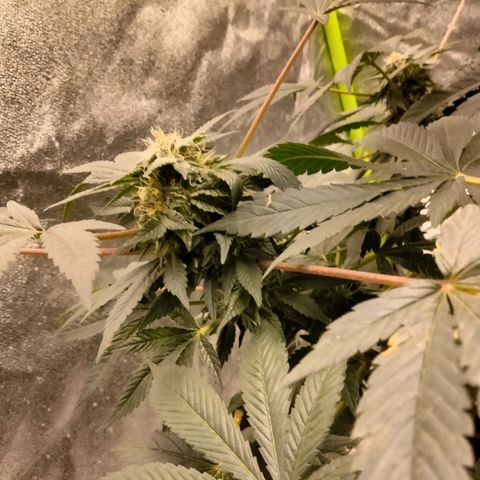Mother plant 1st grow  growlog photo: She's looking pretty dang on point If I don't say myself... 31 days into flowering so pretty excited about that... I tried to pull 9 clones off her to keep going after harvest but so far non took I gutted 8/9 after giving them ample time to root. So that sucks but it is my first grow and by the time I was compterable enough to attempt cloning she was already in flower so it was my first attempts at a "monster croped" clone lol it was a learning experience non the less