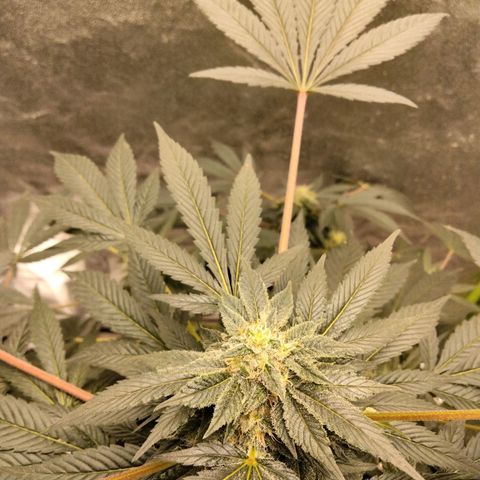 Mother plant 1st grow  growlog photo: She's looking pretty dang on point If I don't say myself... 31 days into flowering so pretty excited about that... I tried to pull 9 clones off her to keep going after harvest but so far non took I gutted 8/9 after giving them ample time to root. So that sucks but it is my first grow and by the time I was compterable enough to attempt cloning she was already in flower so it was my first attempts at a "monster croped" clone lol it was a learning experience non the less