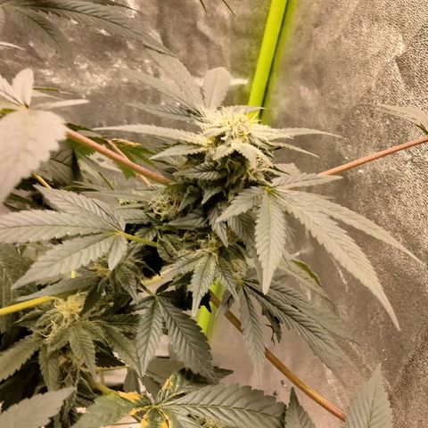 Mother plant 1st grow  growlog photo: She's looking pretty dang on point If I don't say myself... 31 days into flowering so pretty excited about that... I tried to pull 9 clones off her to keep going after harvest but so far non took I gutted 8/9 after giving them ample time to root. So that sucks but it is my first grow and by the time I was compterable enough to attempt cloning she was already in flower so it was my first attempts at a "monster croped" clone lol it was a learning experience non the less