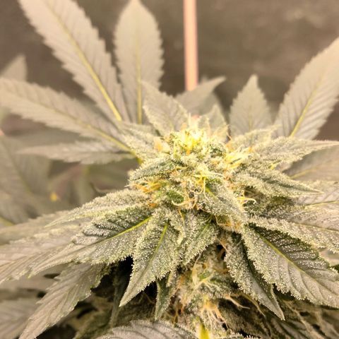 Mother plant 1st grow  growlog photo: She's looking pretty dang on point If I don't say myself... 31 days into flowering so pretty excited about that... I tried to pull 9 clones off her to keep going after harvest but so far non took I gutted 8/9 after giving them ample time to root. So that sucks but it is my first grow and by the time I was compterable enough to attempt cloning she was already in flower so it was my first attempts at a "monster croped" clone lol it was a learning experience non the less