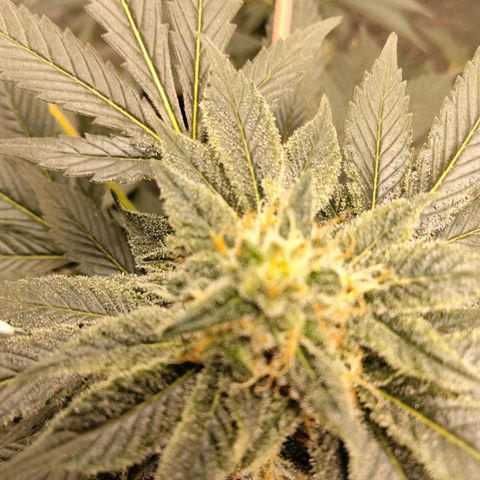 Mother plant 1st grow  growlog photo: She's looking pretty dang on point If I don't say myself... 31 days into flowering so pretty excited about that... I tried to pull 9 clones off her to keep going after harvest but so far non took I gutted 8/9 after giving them ample time to root. So that sucks but it is my first grow and by the time I was compterable enough to attempt cloning she was already in flower so it was my first attempts at a "monster croped" clone lol it was a learning experience non the less