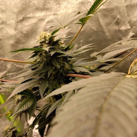 Mother plant 1st grow  growlog photo: She's looking pretty dang on point If I don't say myself... 31 days into flowering so pretty excited about that... I tried to pull 9 clones off her to keep going after harvest but so far non took I gutted 8/9 after giving them ample time to root. So that sucks but it is my first grow and by the time I was compterable enough to attempt cloning she was already in flower so it was my first attempts at a "monster croped" clone lol it was a learning experience non the less
