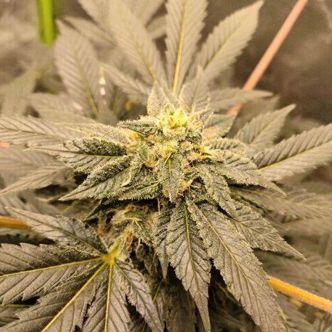 Mother plant 1st grow  growlog photo: Just some pics of flowering process were about 33 days into flower. This being my first plant/grow making it to this stage and be this healthy so needless to say it's quite exciting!