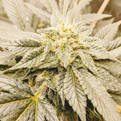 Mother plant 1st grow  growlog photo: Just some pics of flowering process were about 33 days into flower. This being my first plant/grow making it to this stage and be this healthy so needless to say it's quite exciting!