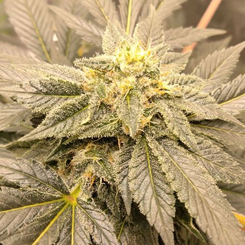 Mother plant 1st grow  growlog photo: Just some pics of flowering process were about 33 days into flower. This being my first plant/grow making it to this stage and be this healthy so needless to say it's quite exciting!