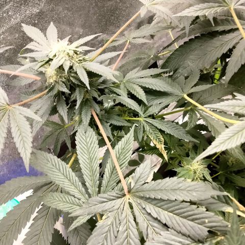 Mother plant 1st grow  growlog photo: Just some pics of flowering process were about 33 days into flower. This being my first plant/grow making it to this stage and be this healthy so needless to say it's quite exciting!
