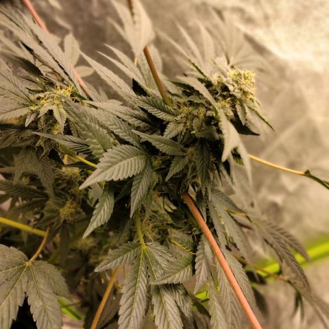 Mother plant 1st grow  growlog photo: Just some pics of flowering process were about 33 days into flower. This being my first plant/grow making it to this stage and be this healthy so needless to say it's quite exciting!