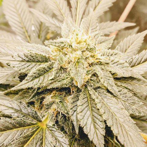 Mother plant 1st grow  growlog photo: Just some pics of flowering process were about 33 days into flower. This being my first plant/grow making it to this stage and be this healthy so needless to say it's quite exciting!