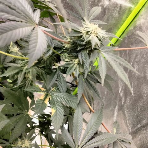 Mother plant 1st grow  growlog photo: Just some pics of flowering process were about 33 days into flower. This being my first plant/grow making it to this stage and be this healthy so needless to say it's quite exciting!