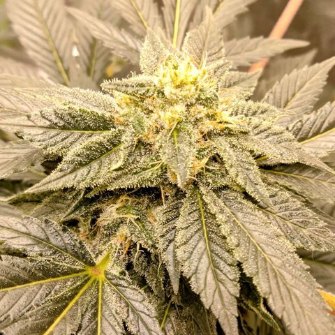 Mother plant 1st grow  growlog photo: Just some pics of flowering process were about 33 days into flower. This being my first plant/grow making it to this stage and be this healthy so needless to say it's quite exciting!