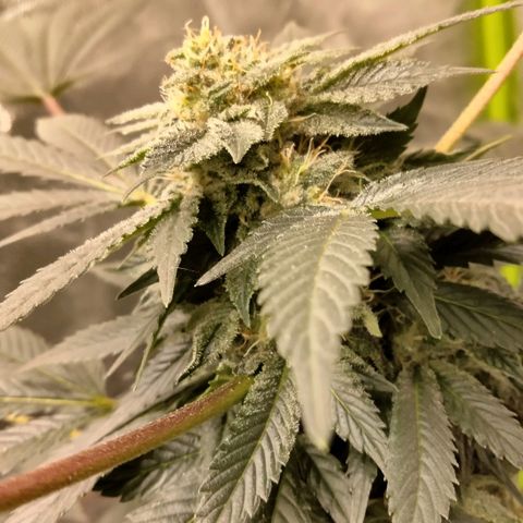 Mother plant 1st grow  growlog photo: Just some pics of flowering process were about 33 days into flower. This being my first plant/grow making it to this stage and be this healthy so needless to say it's quite exciting!