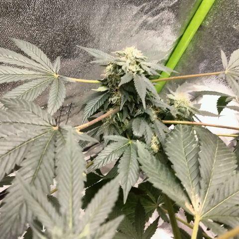 Mother plant 1st grow  growlog photo: Been busy here's some updates of the flower cycle on the mother plant. About a month in