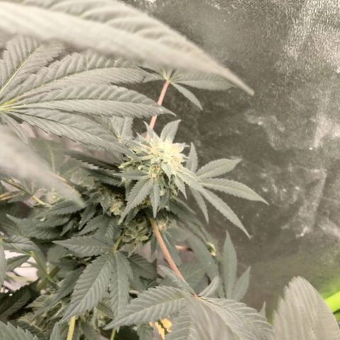Mother plant 1st grow  growlog photo: Been busy here's some updates of the flower cycle on the mother plant. About a month in
