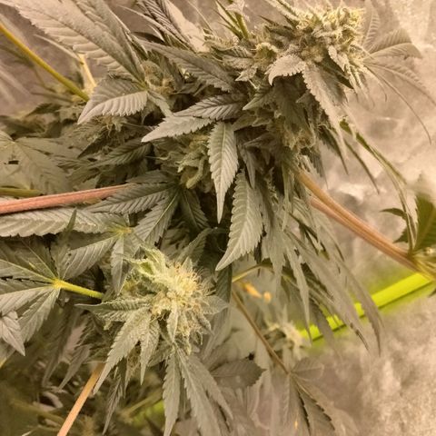 Mother plant 1st grow  growlog photo: Been busy here's some updates of the flower cycle on the mother plant. About a month in
