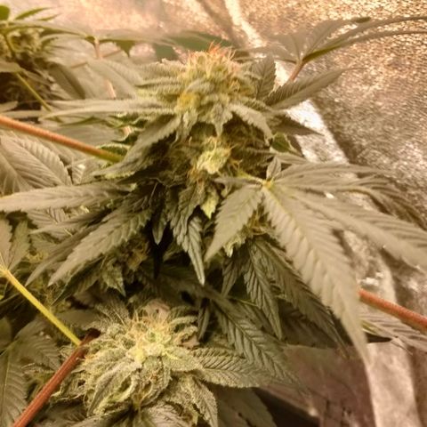 Mother plant 1st grow  growlog photo: Been busy here's some updates of the flower cycle on the mother plant. About a month in