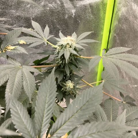 Mother plant 1st grow  growlog photo: Been busy here's some updates of the flower cycle on the mother plant. About a month in