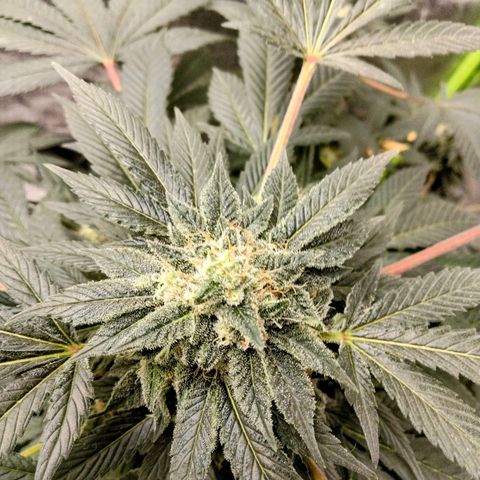 Mother plant 1st grow  growlog photo: Been busy here's some updates of the flower cycle on the mother plant. About a month in