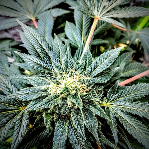 Mother plant 1st grow  growlog photo: Been busy here's some updates of the flower cycle on the mother plant. About a month in