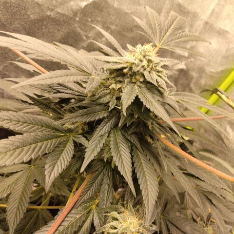 Mother plant 1st grow  growlog photo: Been busy here's some updates of the flower cycle on the mother plant. About a month in