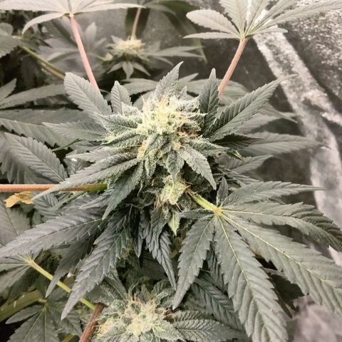 Mother plant 1st grow  growlog photo: Been busy here's some updates of the flower cycle on the mother plant. About a month in