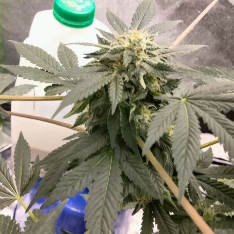 Mother plant 1st grow  growlog photo: Been busy here's some updates of the flower cycle on the mother plant. About a month in