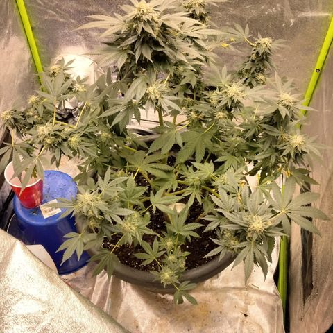 Mother plant 1st grow  growlog photo: Haven't been on in awhile due to a new job but here is updated photos after fan leaves have been trimmed up 47days into flower now almost time!!!