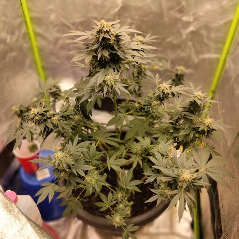 Mother plant 1st grow  growlog photo: Haven't been on in awhile due to a new job but here is updated photos after fan leaves have been trimmed up 47days into flower now almost time!!!