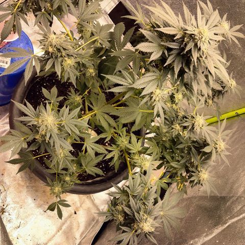 Mother plant 1st grow  growlog photo: Haven't been on in awhile due to a new job but here is updated photos after fan leaves have been trimmed up 47days into flower now almost time!!!