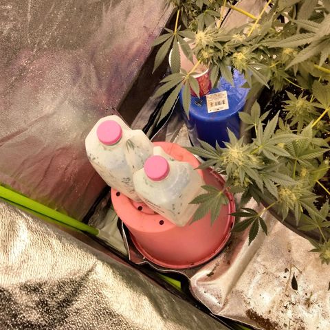 Mother plant 1st grow  growlog photo: Haven't been on in awhile due to a new job but here is updated photos after fan leaves have been trimmed up 47days into flower now almost time!!!