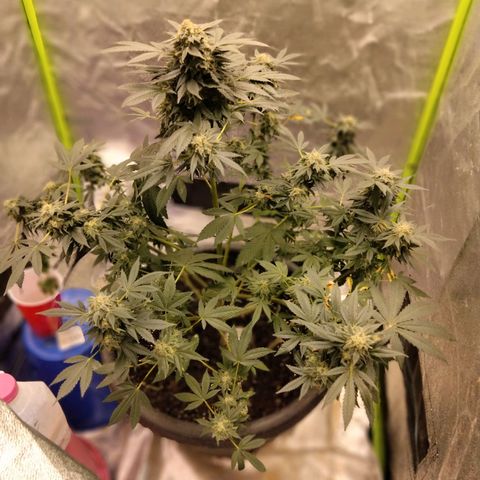 Mother plant 1st grow  growlog photo: Haven't been on in awhile due to a new job but here is updated photos after fan leaves have been trimmed up 47days into flower now almost time!!!