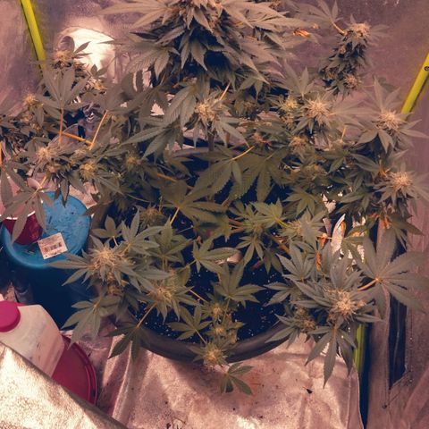 Mother plant 1st grow  growlog photo: Haven't been on in awhile due to a new job but here is updated photos after fan leaves have been trimmed up 47days into flower now almost time!!!