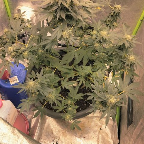 Mother plant 1st grow  growlog photo: Haven't been on in awhile due to a new job but here is updated photos after fan leaves have been trimmed up 47days into flower now almost time!!!