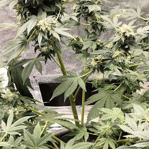 Mother plant 1st grow  growlog photo: Haven't been on in awhile due to a new job but here is updated photos after fan leaves have been trimmed up 47days into flower now almost time!!!